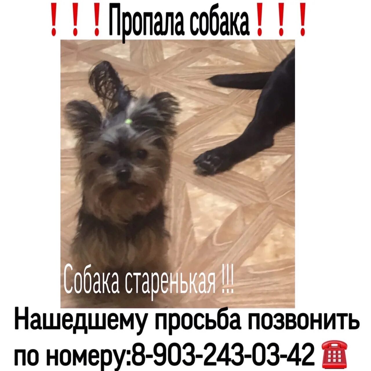 Нашедшему вознаграждение. Пропал кот с ошейником. Пропал кот вознаграждение. Потерялась болонка. Нашедшему вознаграждение.