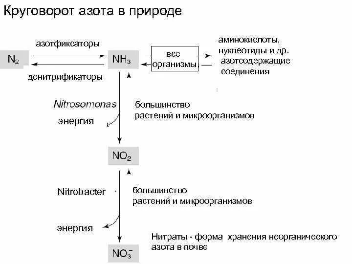 Круговорот азота. Круговорот азота в природе. Круговорот азота в почве. Организмы денитрификаторы.