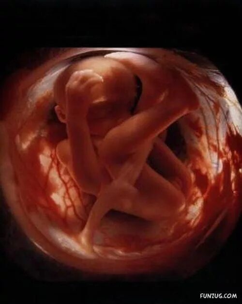 Как изнутри выглядит ребенок DESARROLLO EMBRIONARIO Y FETAL. YouTube