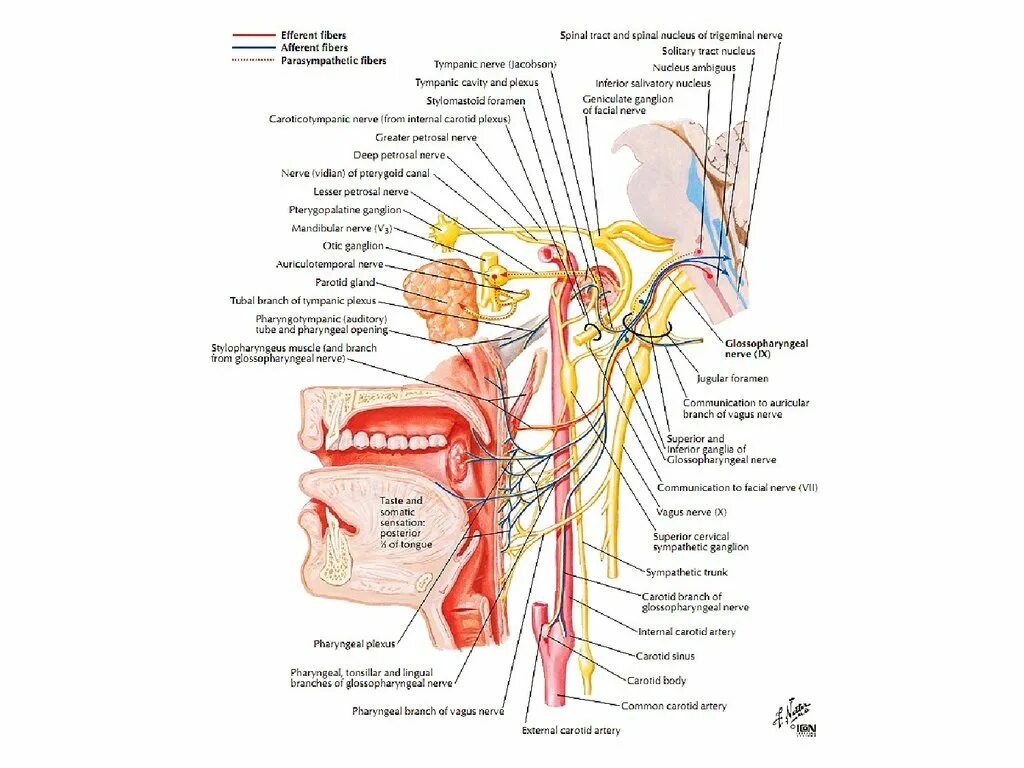 Схема языкоглоточного нерва анатомия. Языкоглоточный нерв анатомия схема. Иннервация языкоглоточного нерва схема. Ветви языкоглоточного нерва анатомия.