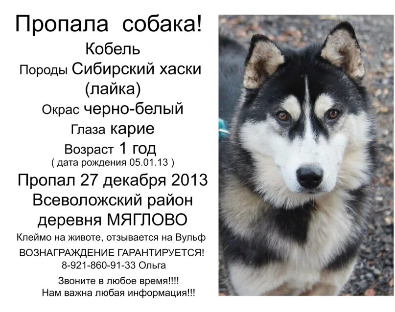 Хаски и лайка отличия. Лайка и хаски. Сибирская хаски описание. Хаски кратко. Сибирский хаски.