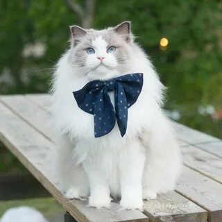Включи красивый кот