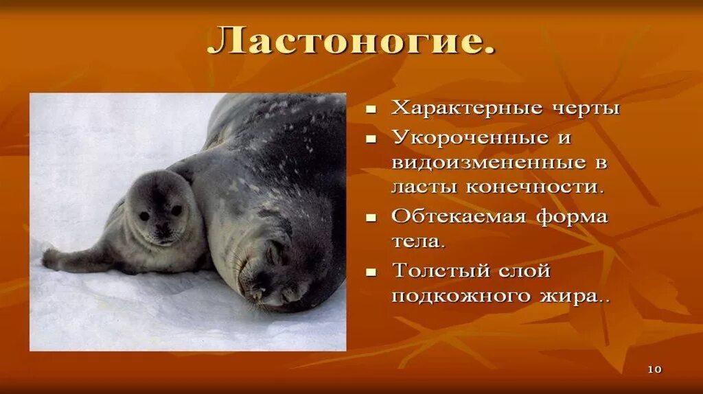 Значение выделенного слова ластоногих. Подотряды ластоногих. ластоногие млекопитающие представители. приспособления ластоногих. отряд ластоногие представители.