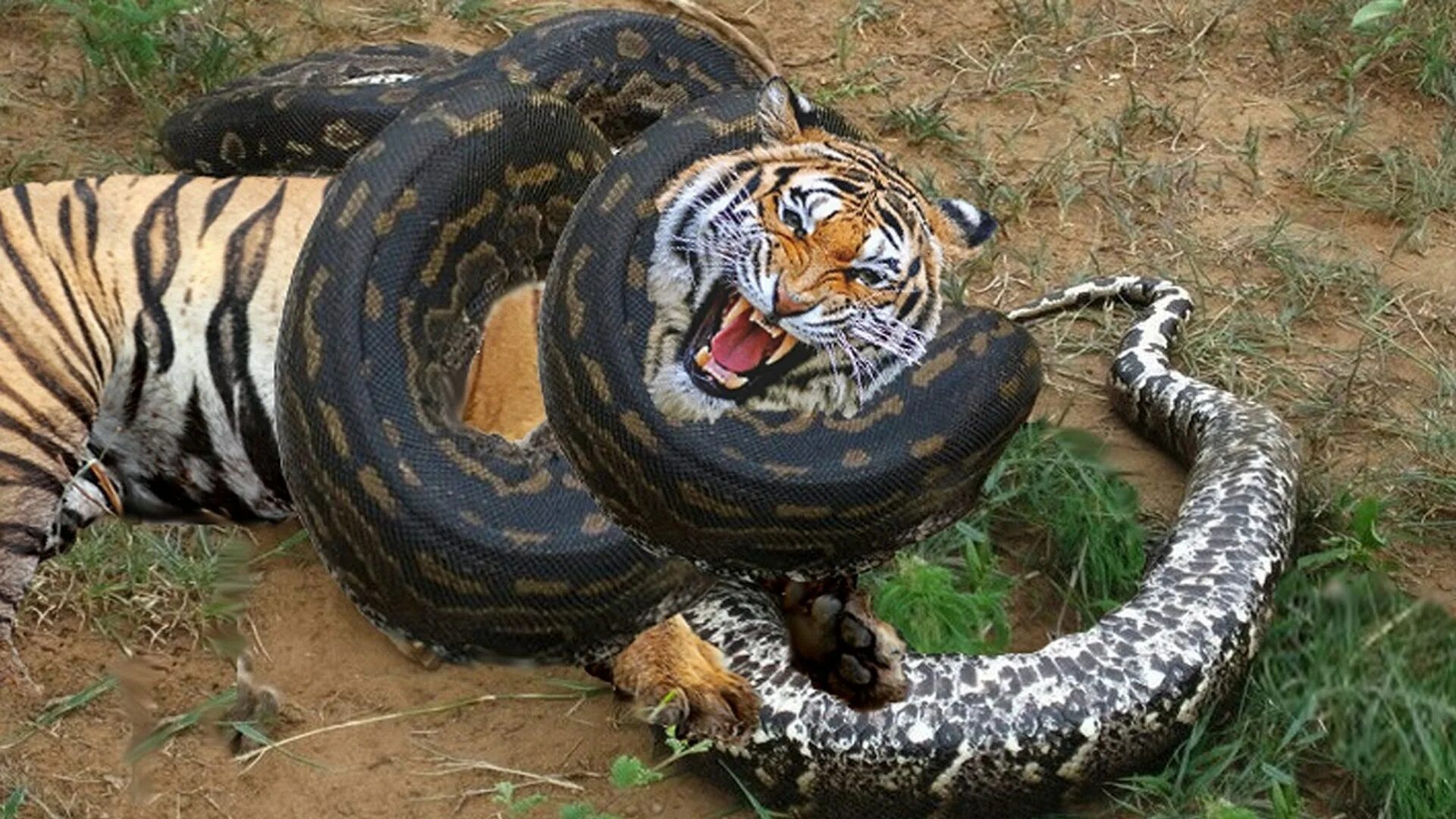 Анаконда python. Гигантская анаконда людоед.