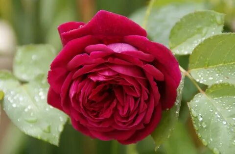 Les rose