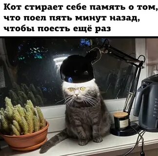 Кот поест