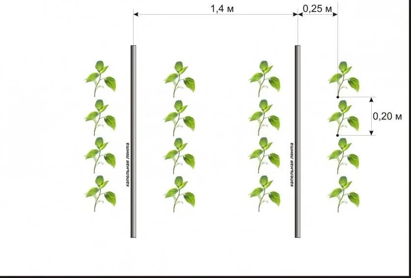 Рассада огурцов расстояние. Схема высадки рассады перца в открытый грунт. Схема высадки перца в открытый грунт. Перец посадка схема посадки. Схема посадки перцев в открытый грунт рассадой.