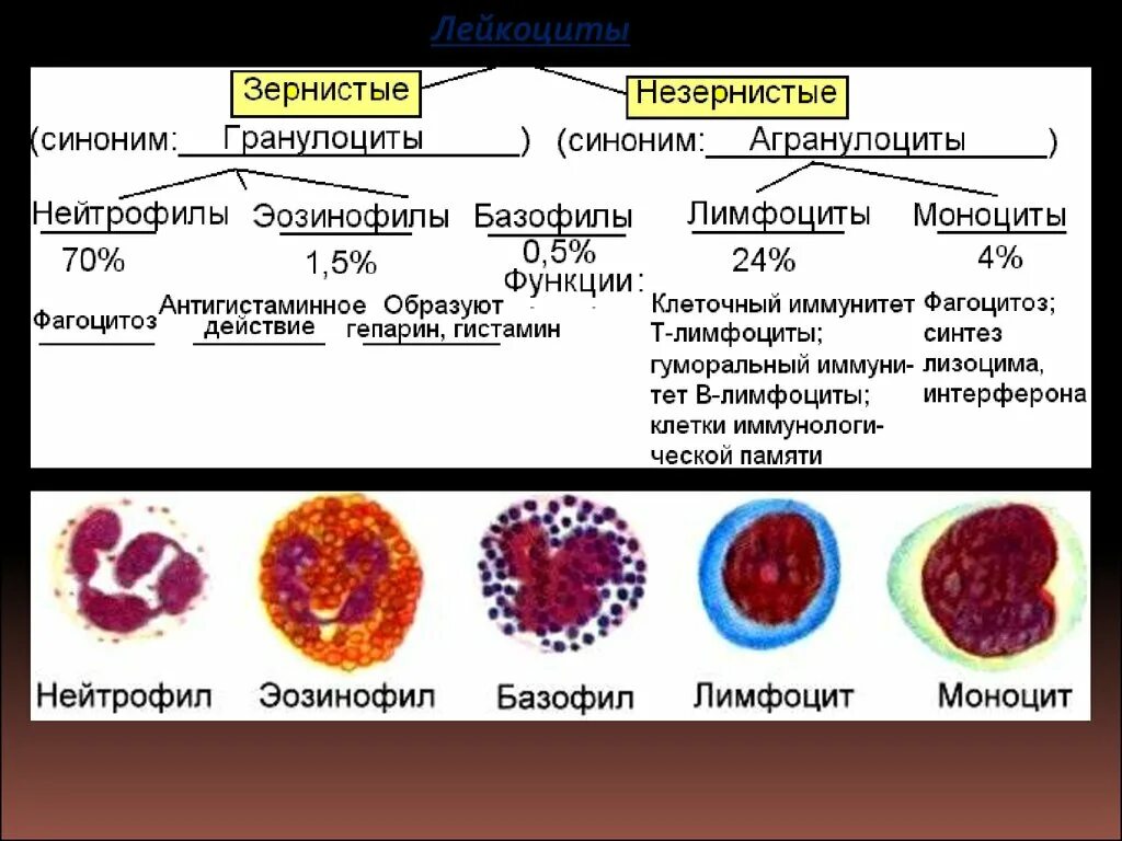 Функции разных видов лейкоцитов нейтрофилы. Клетки крови моноциты лимфоциты гранулоциты. Функции базофил нейтрофил таблица. Эозинофилы базофилы моноциты лимфоциты нейтрофилы таблица функции. Макрофаги эозинофилы