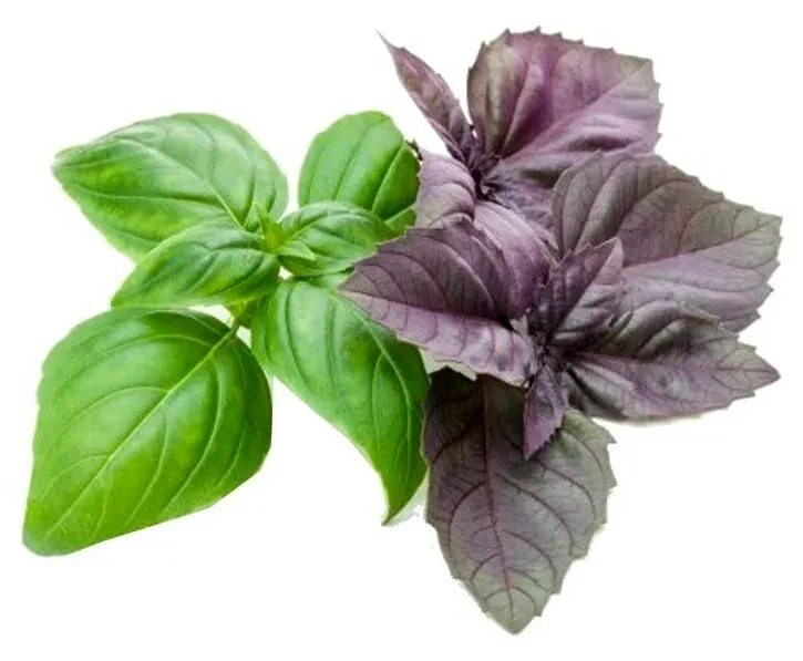 Базилик сорт жигало. Базилик "зеленый". Базилик широколистный зеленый. Базилин ново гвинейский. Базилик широколистный зеленый.