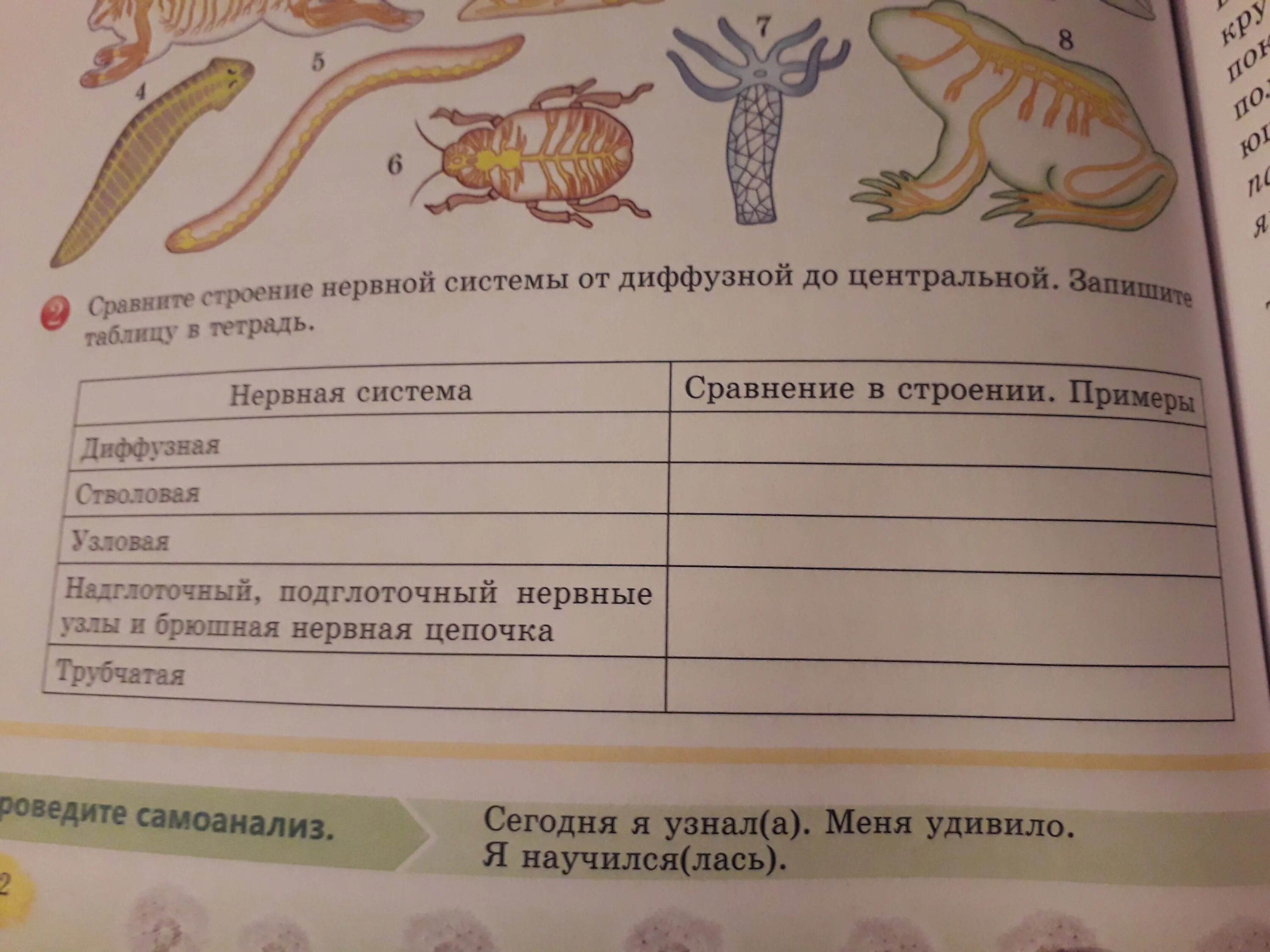 план строения нервной системы. принципы строения нервной системы. нервная система лягушки в сравнении с рыбами. нервная система рыб отделы головного мозга. нервная система сравнение.