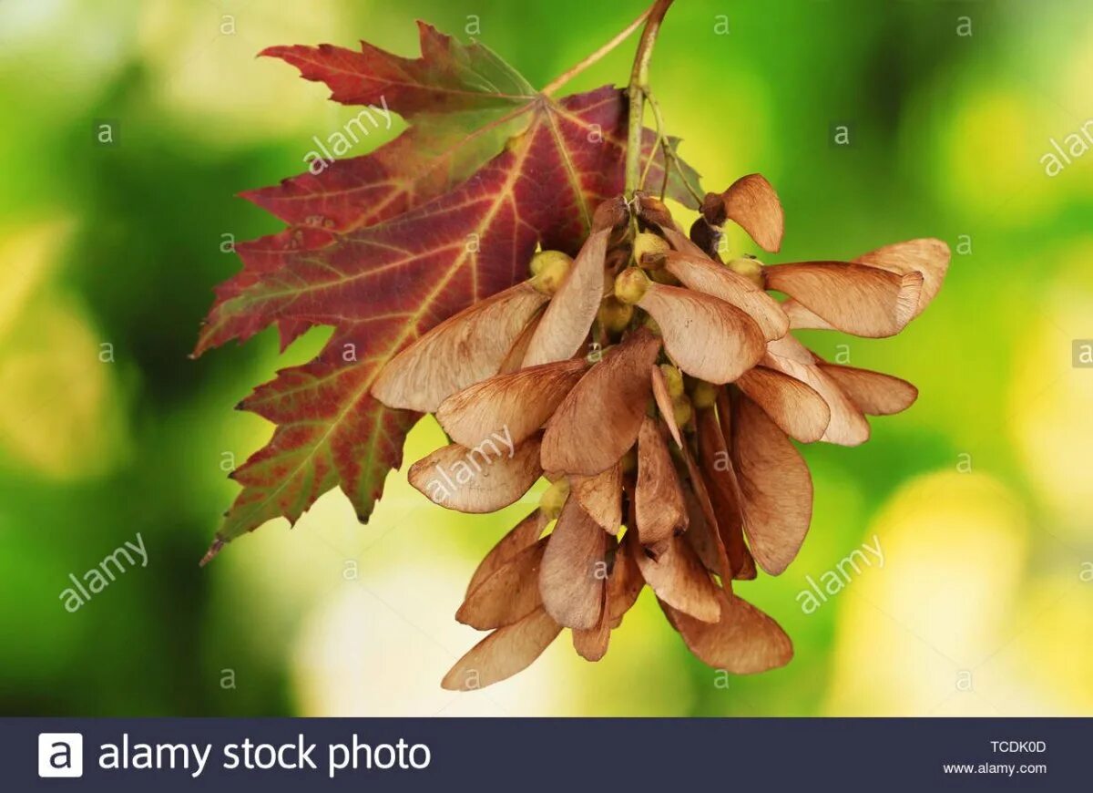 Free Images : nature, branch, light, sun, sunlight, flower, food, green, produce