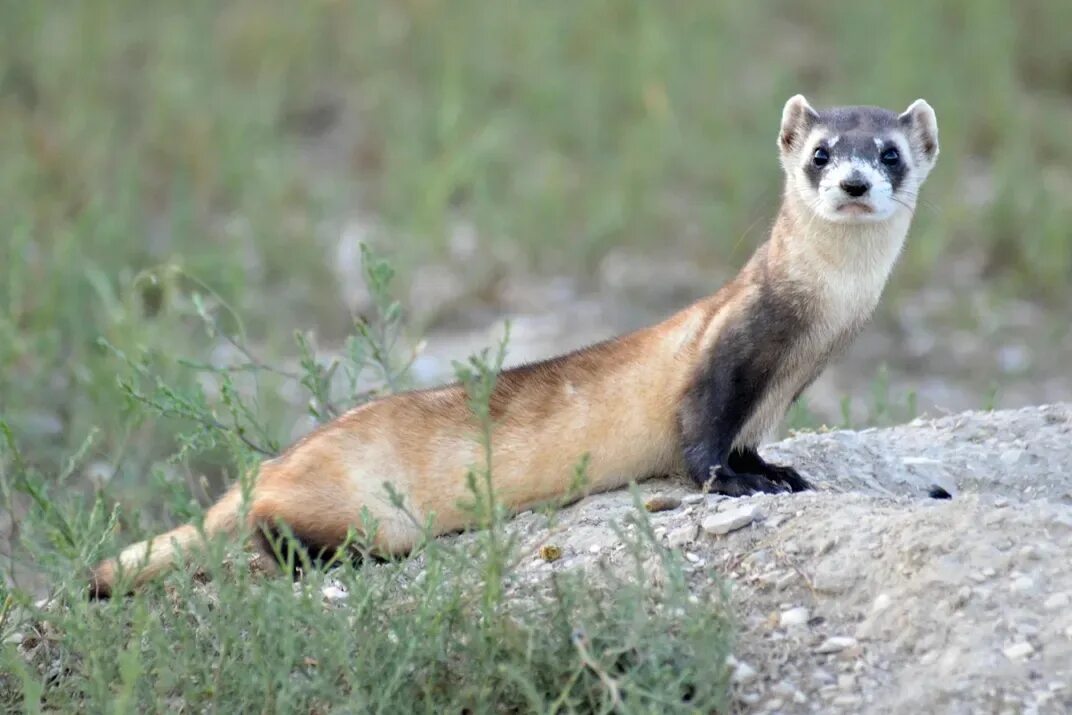 Степной хорек (mustela eversmanni). Лесной хорек mustela putorius. Степной хорек (mustela eversmanni). Черноногий хорек. Амурский степной хорь красная книга.