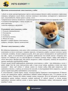 Шпица чем лечить
