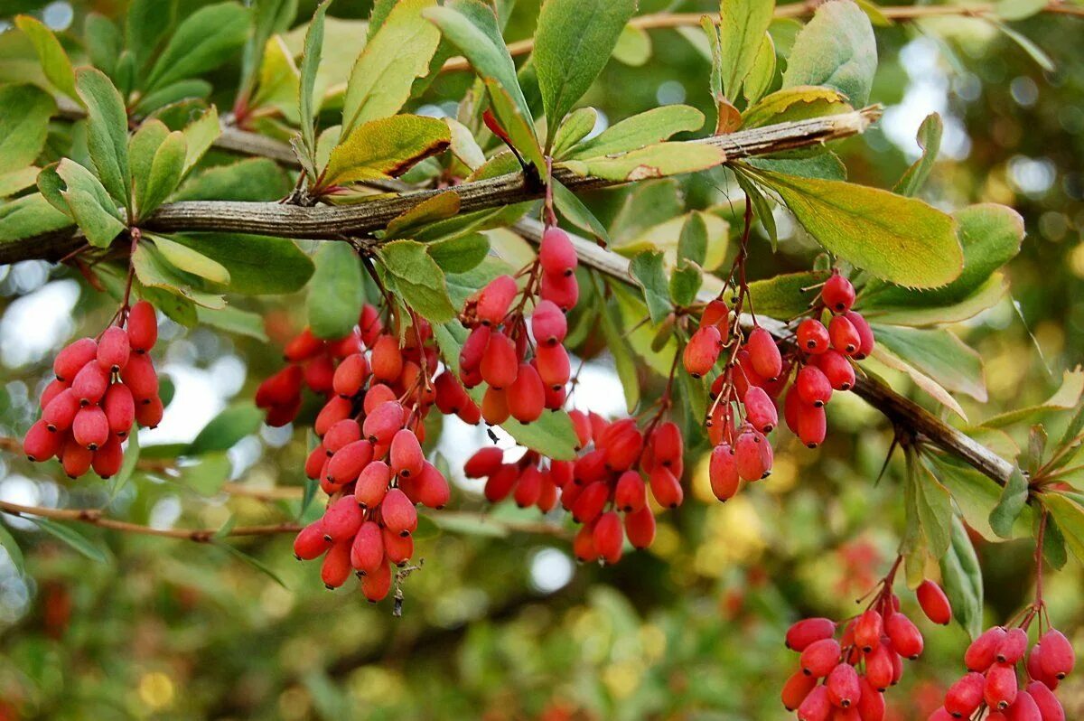 Барбарис фото и описание. Барбарис продолговатый Berberis oblonga. Барбарис обыкновенный Окс. Барбарис обыкновенный ГФ. Барбарис обыкновенный. Common Barberry..