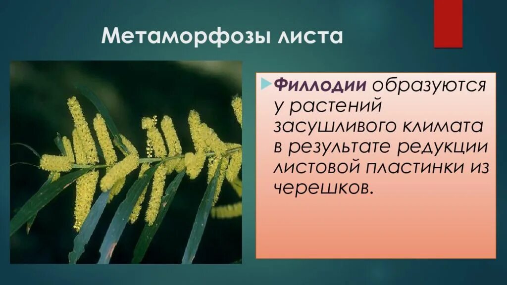 Редукция листьев. Метаморфозы листьев филлодии. филлодии видоизменение листьев. филлодии акации. метаморфоз листа филлодии.