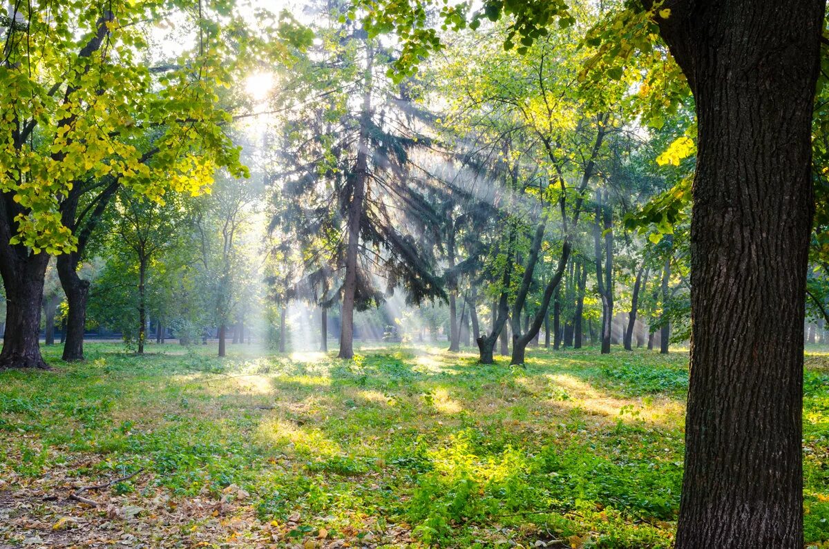 Утро парк. Утренний сквер. Шёнбрунн аллея парк. Парк утром. Утро лето парк.