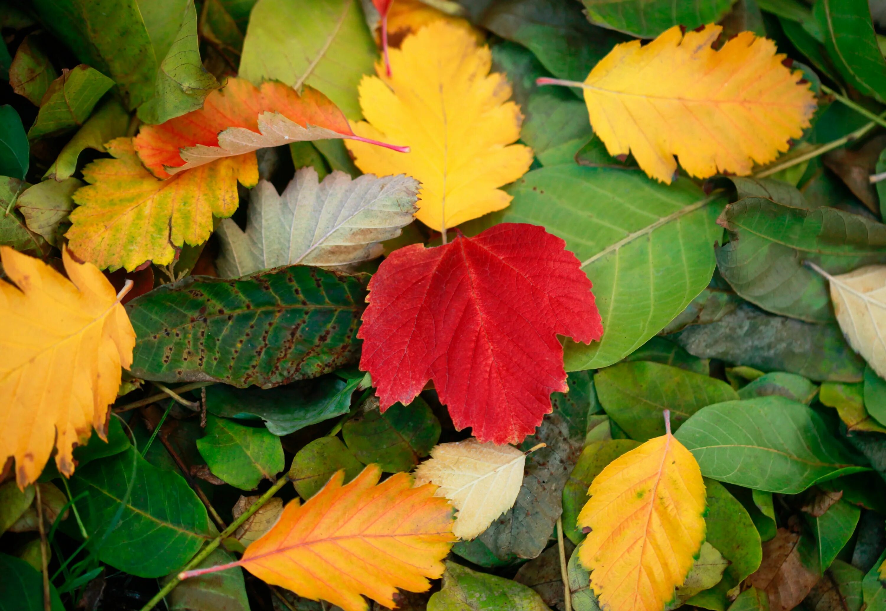 Группа листья времени. Листья времена года. Осенняя земля. Осеннее равноденствие фото. Осеннее равноденствие 2022.