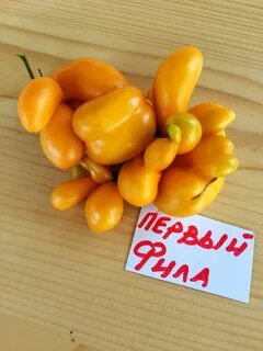 Томат филя
