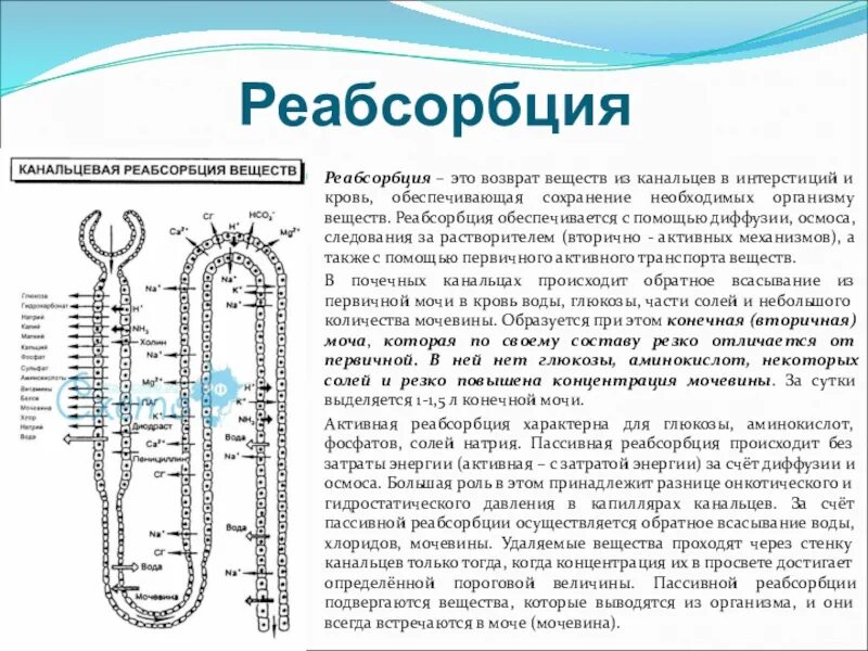 Образуется благодаря фильтрации
