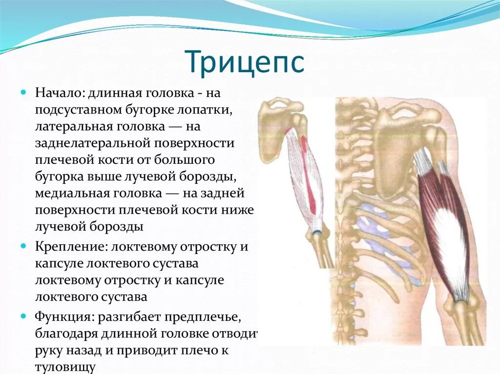 Длинная головка трицепса. Трицепс анатомия мышц. Латеральная головка трицепса анатомия. Трицепс анатомия. Упражнения на длинный пучок трицепса.
