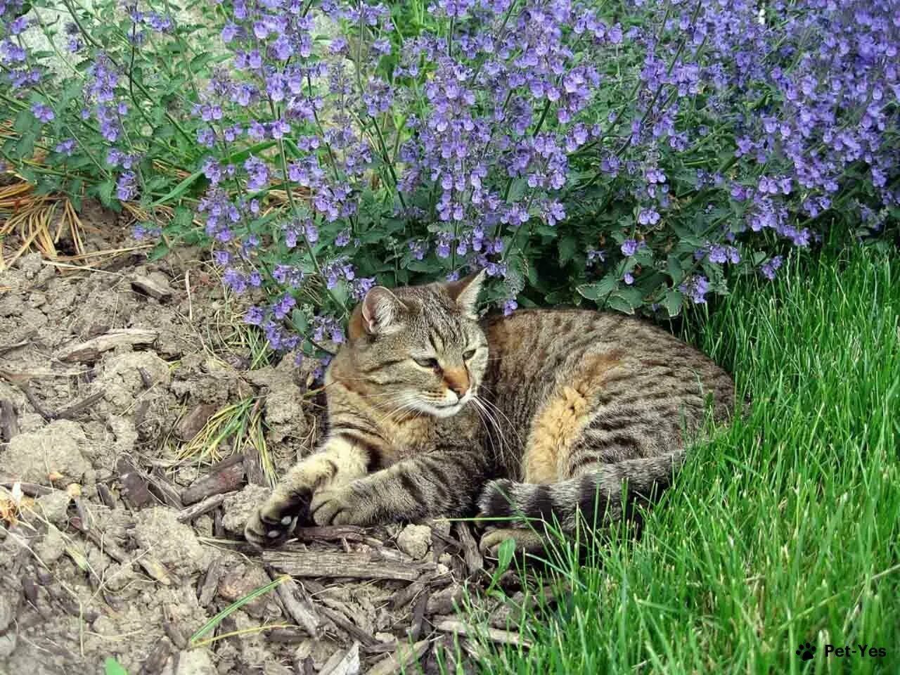 Кошачья мята где купить. Мята котовник. Котовник кошачий. Котовник кошачий (мята Кошачья). Котовник кошачий (Nepeta cataria).