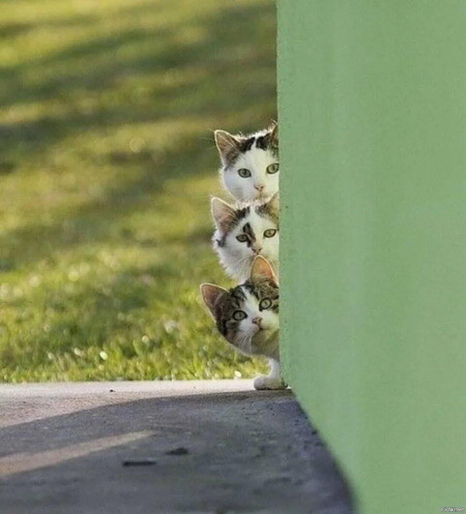Любопытство 3. Выглядывает из за угла. Кот выглядывает из-за угла. Животные выглядывают из-за угла. Кот из зи угла.