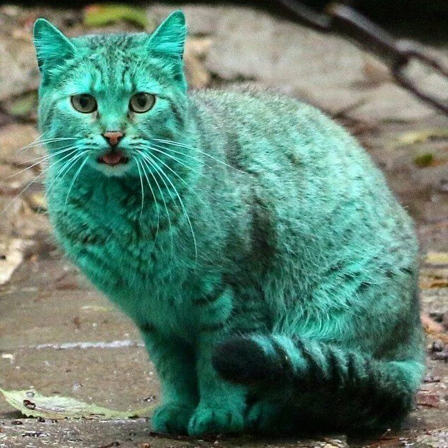 Темно зеленая кошка. Зеленый кот варна. зеленая кошка. изумрудная кошка. бирюзовый кот.