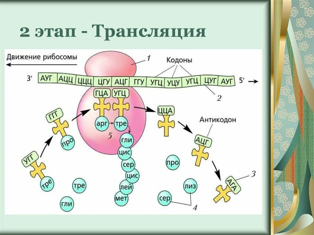 Биосинтез белка трансляция терминация. Схема процесса трансляции биология. Второй этап трансляции биология. Трансляция биология этапы. Биология рт этапы