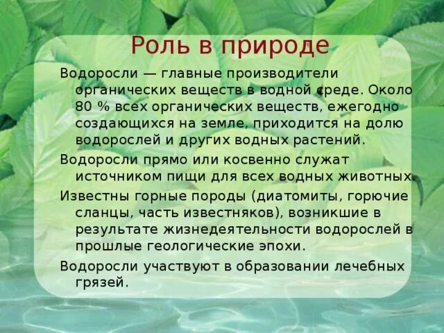 Значение растений водорослей