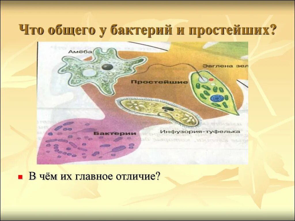 Различие простейших. Что общего у простейших и бактерий. Простейшие и бактерии чего общего. Что общего у бактерий. Бактерии и простейшие отличия.