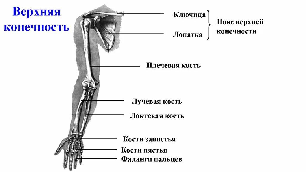 Какими костями образован пояс верхних конечностей. Из каких костей состоит пояс верхних конечностей. Строение пояса верхних конечностей анатомия. Строение костей верхней конечности человека. Пояс свободных верхних конечностей анатомия.