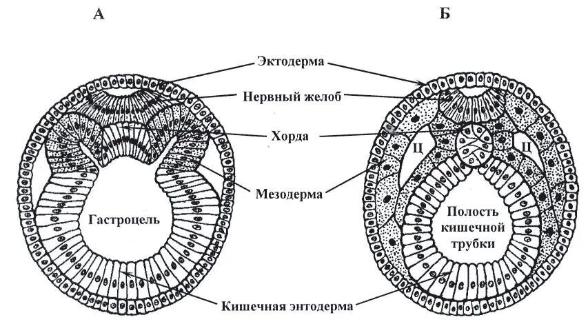 Эктодерма у позвоночных животных. Строение зародышевых листков эмбриона. Органогенез нейрула. Зародышевые листки ланцетника. Мезодерма зародышевый листок.