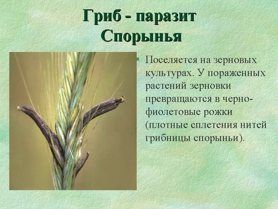 Какой вред наносят хлебным злакам головня
