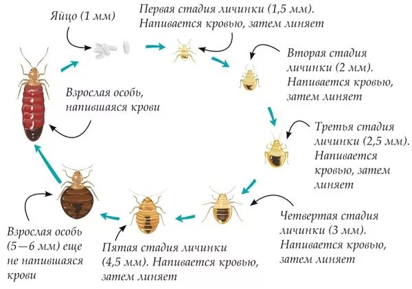 Какое развитие у клопа