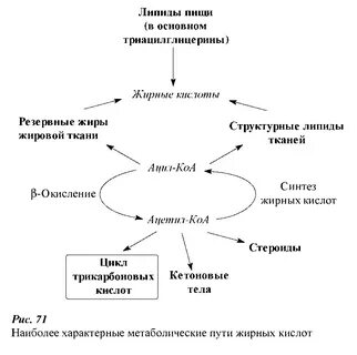 Обмен липидов
