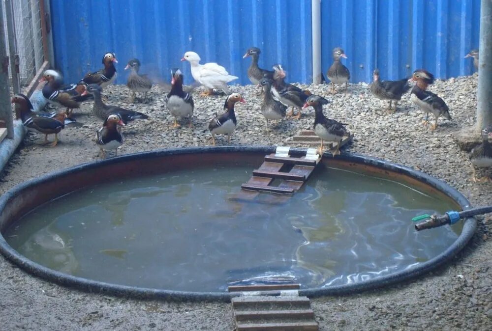 Пруд для гусей. Водоем для уток 4. Утка в озере. Водоем для уток 4. Водоем для уток 4.