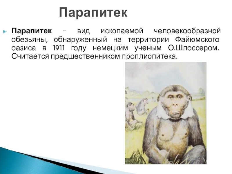 Дриопитек образ жизни. Происхождение человека. Объем головного мозга дриопитека. Таблица дриопитеки австралопитеки человек умелый. Этапы эволюции человека таблица дриопитек.