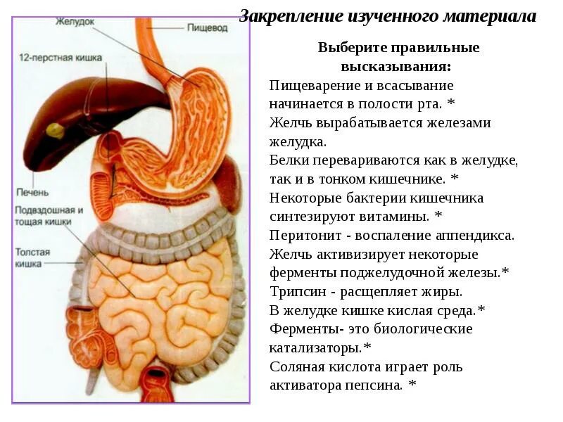 Как изменяется пища в двенадцатиперстной кишке
