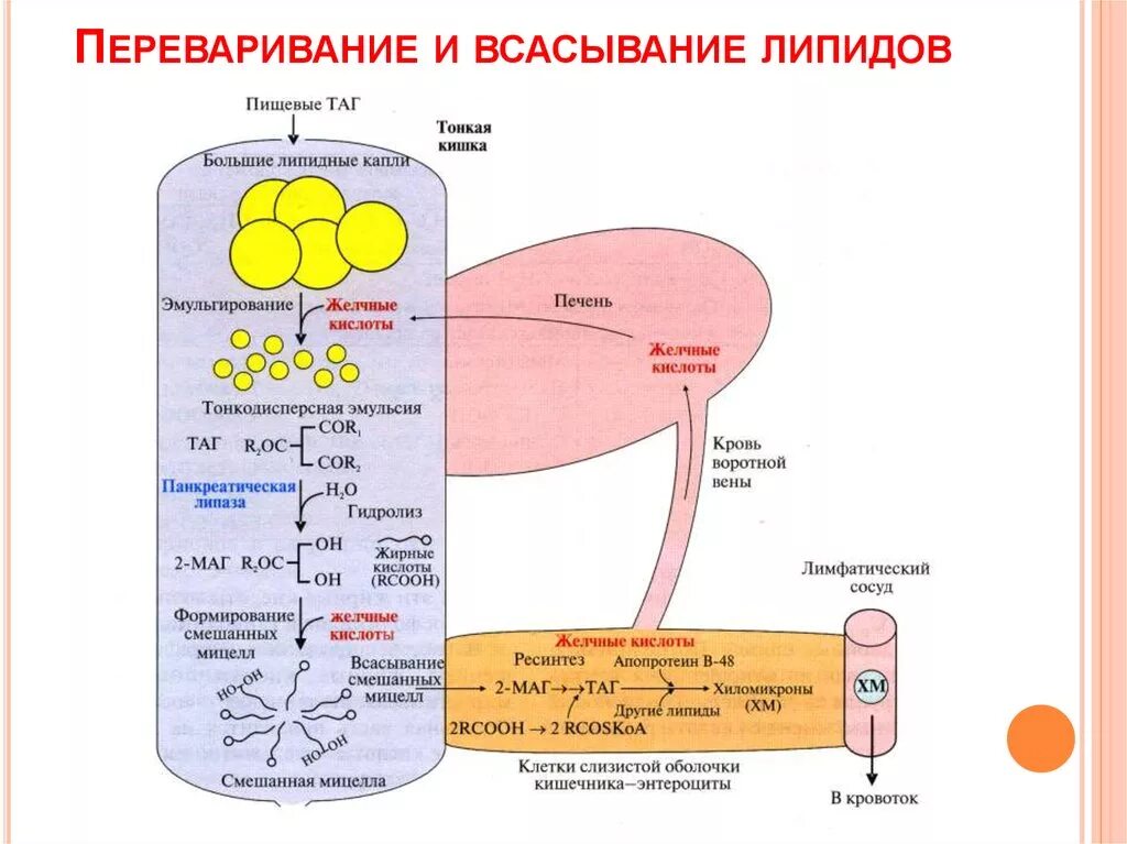 Жировые ферменты. Переваривание липидов биохимия схема. Этапы переваривания липидов. Всасывание жиров схема. Этапы переваривания липидов в ЖКТ.