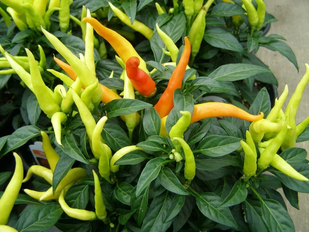 Capsicum. Перец сорт capsicum frutescens. декоративный перец пепперони. перец горький полуострый. перец poinsettia.