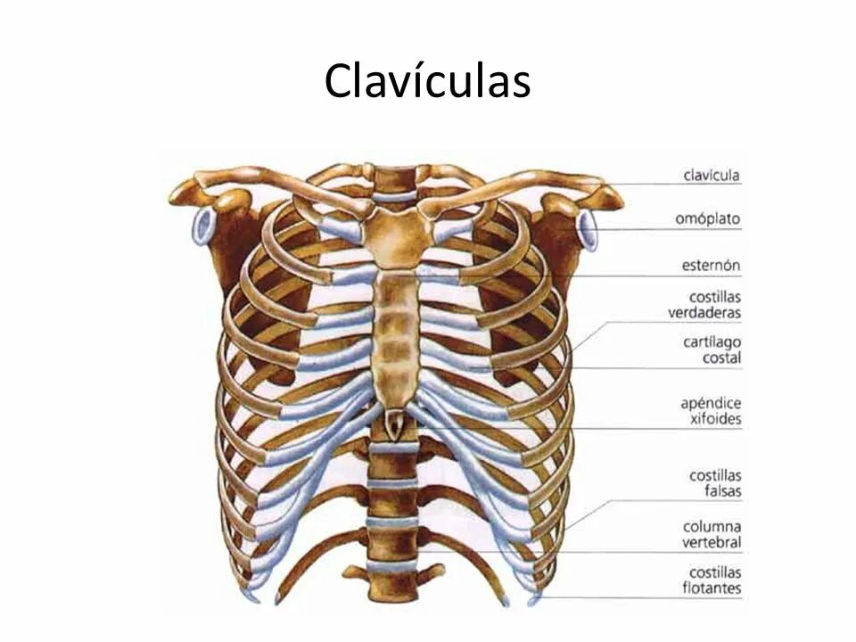 Строение скелета грудной клетки. Скелет грудной клетки вид спереди. Костный каркас грудной клетки. Грудина скелет строение.