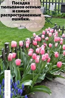 Что делать с тюльпанами осенью