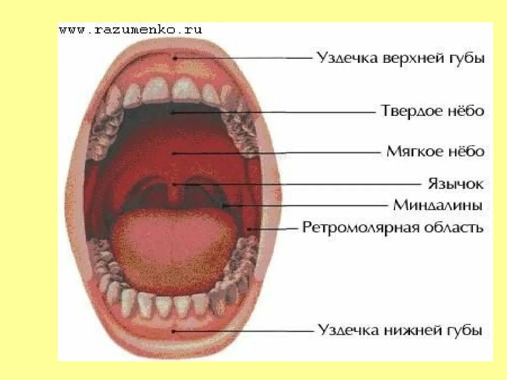 Над языком находится