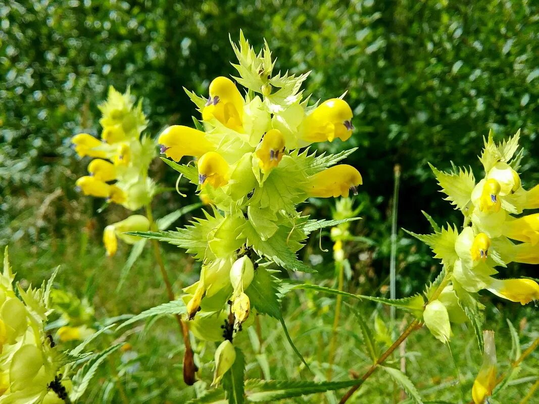 полевые цветы погремок. рас погремка. погремок луговой. погремок обыкновенный. рас погремка.