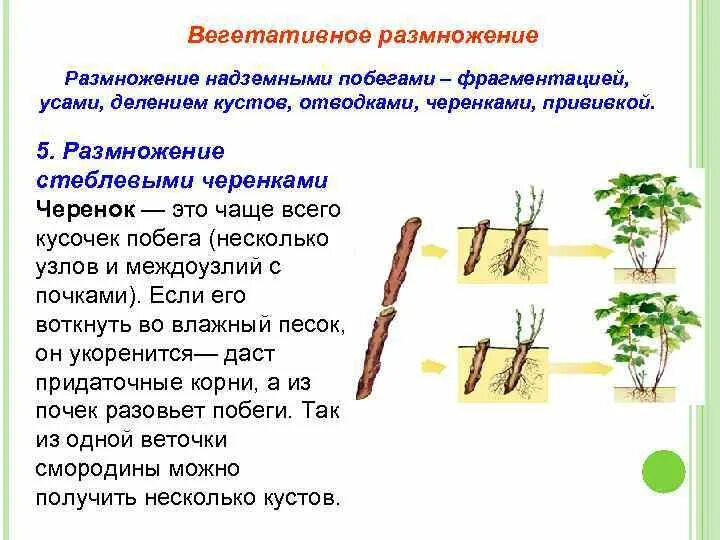 Какие способы размножения надземными побегами вы знаете. Способы вегетативного размножения растений стеблевыми черенками. Вегетативное размножение корневыми черенками. Размножение комнатных растений стеблевыми черенками. Стеблевые черенки размножение.