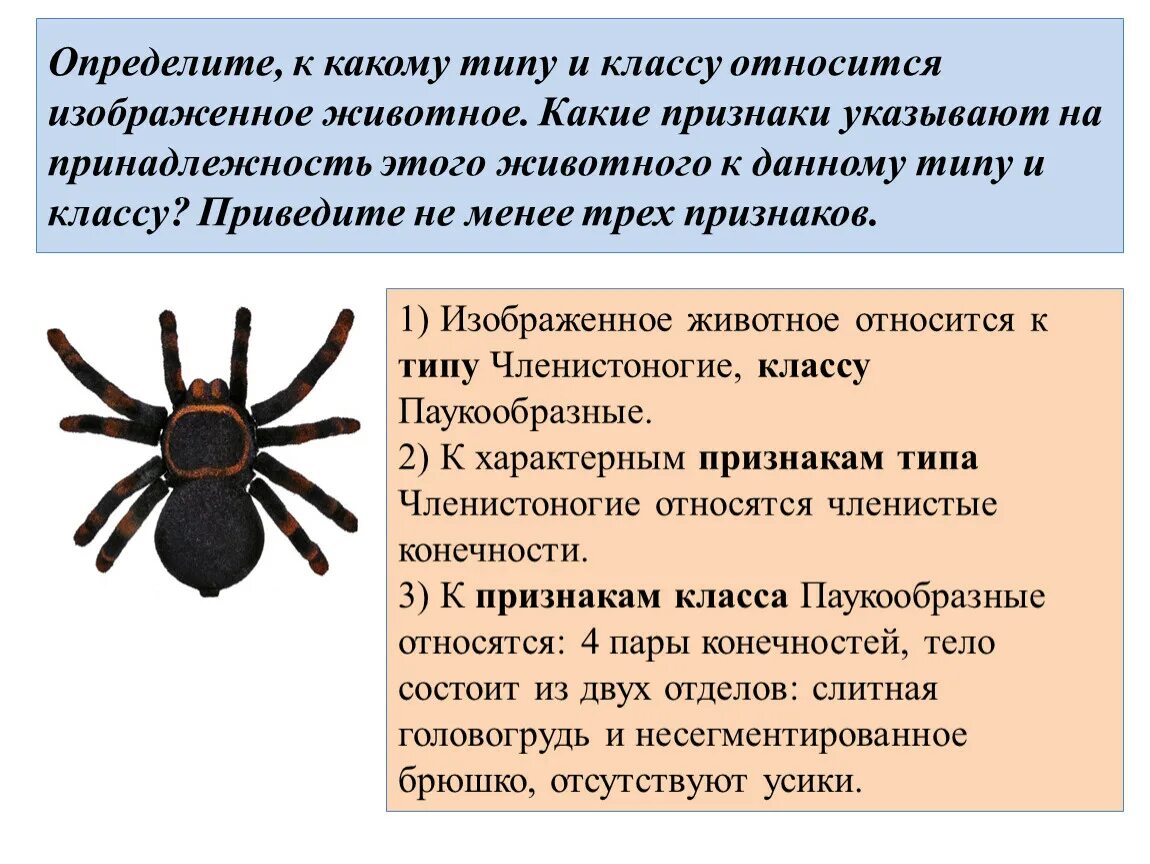 Паук относится к паукообразным. К какому типу и классу относится паук. К какому типу относится изображённое животное?. К какому типу относятся паукообразные. К какому типу относится паук.