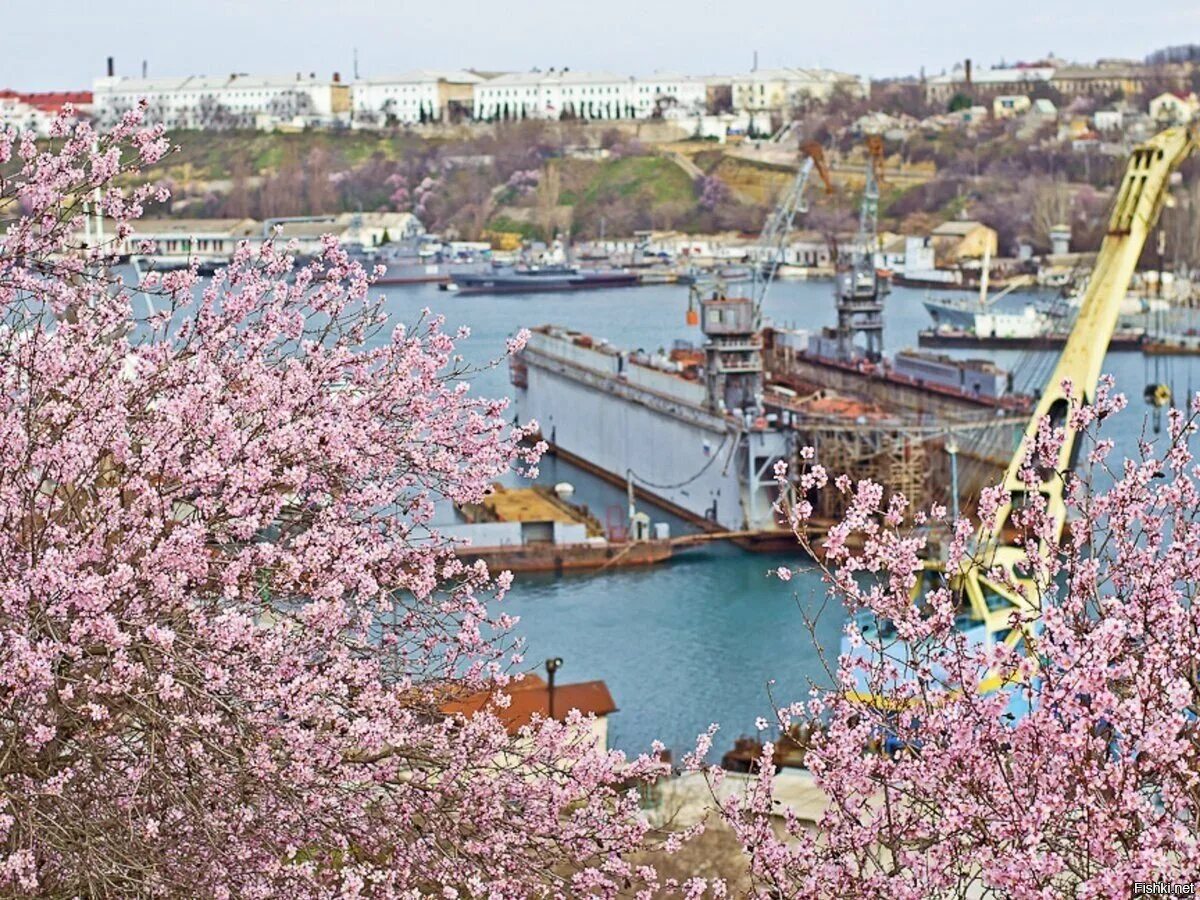 В крыму зацветут. Миндаль цветет в Севастополе. Цветение миндаля в Севастополе. Цветущий миндаль в Севастополе. Цветение миндаля в Крыму.