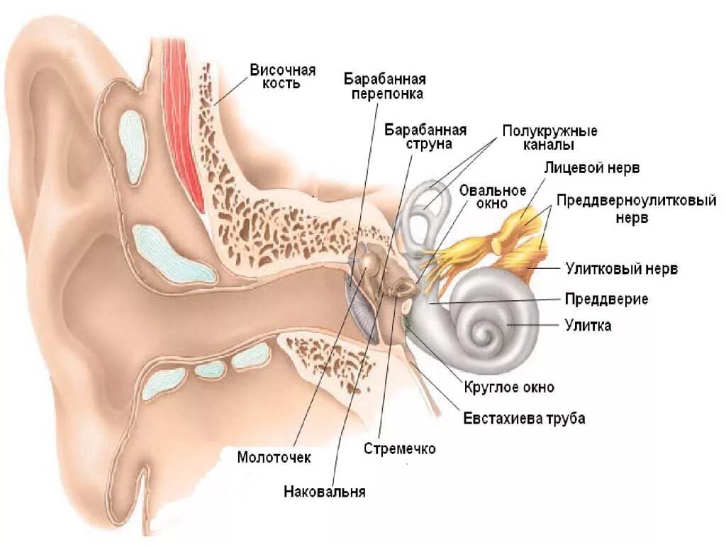 строение внутреннего уха анатомия. строение внутреннего уха человека анатомия. преддверие улитка и полукружные каналы. в преддверии расположены. в преддверии расположены.