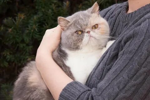 Кошка с приплюснутой мордой