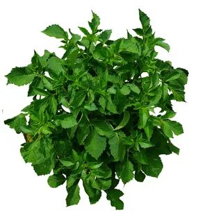 Top planting